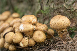 Image of Pholiota