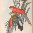 Image of Platycercus elegans nigrescens Ramsay & EP 1888