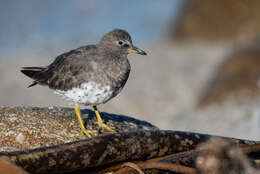 Image of Surfbird