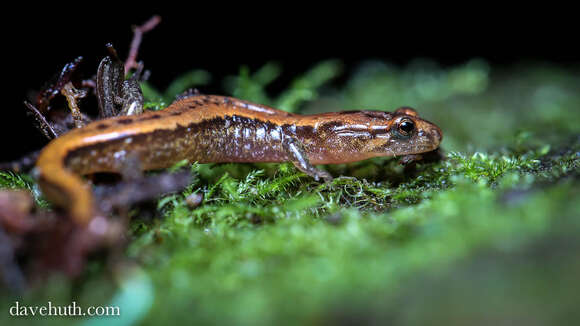 Image of Allegheny Mountain Dusky Salamander