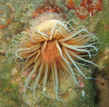 Image of ceriantharian anemones