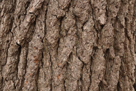 Image of Japanese alder