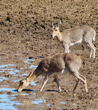 Image of Mountain Reedbuck