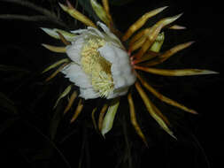 Image of nightblooming cactus