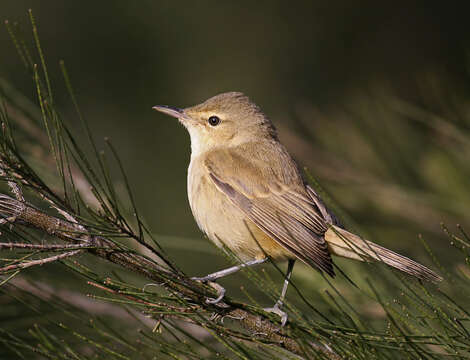 Image of Australian Reed Warbler