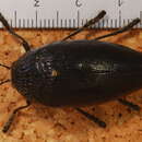 Image of Sternocera orissa luctifera Klug 1855