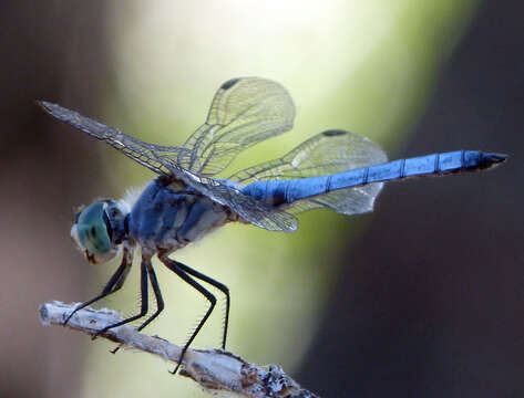 Image of Blue Dasher