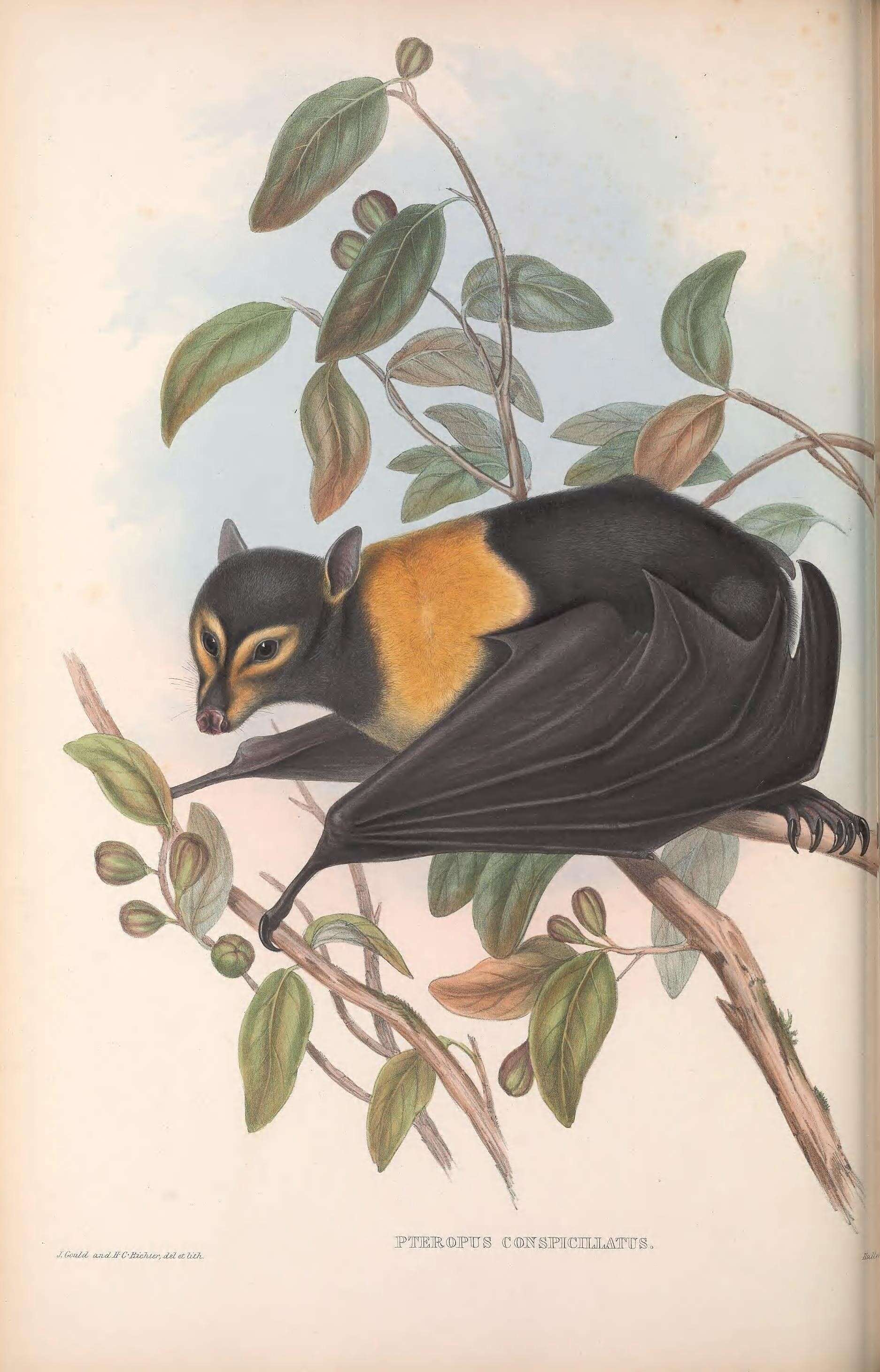 Image de Pteropus conspicillatus Gould 1850