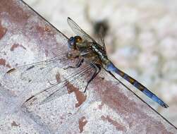 Image of Skimmers (Dragonflies)