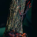 Image of Ophiocordyceps curculionum (Tul. & C. Tul.) G. H. Sung, J. M. Sung, Hywel-Jones & Spatafora 2007