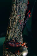 Image of Ophiocordyceps curculionum (Tul. & C. Tul.) G. H. Sung, J. M. Sung, Hywel-Jones & Spatafora 2007