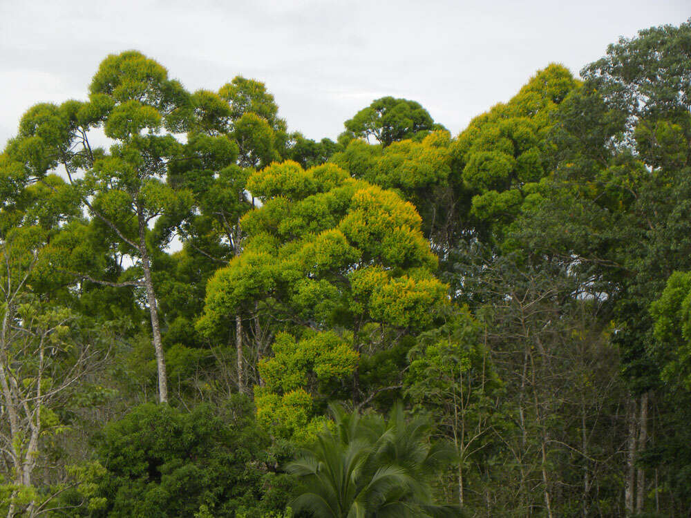 Слика од Vochysia guatemalensis J. D. Smith