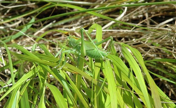 Image of katydid