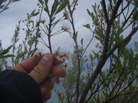 صورة Prunus pumila L.