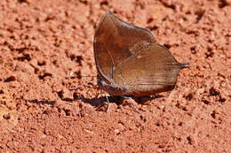 Image of Leafwings