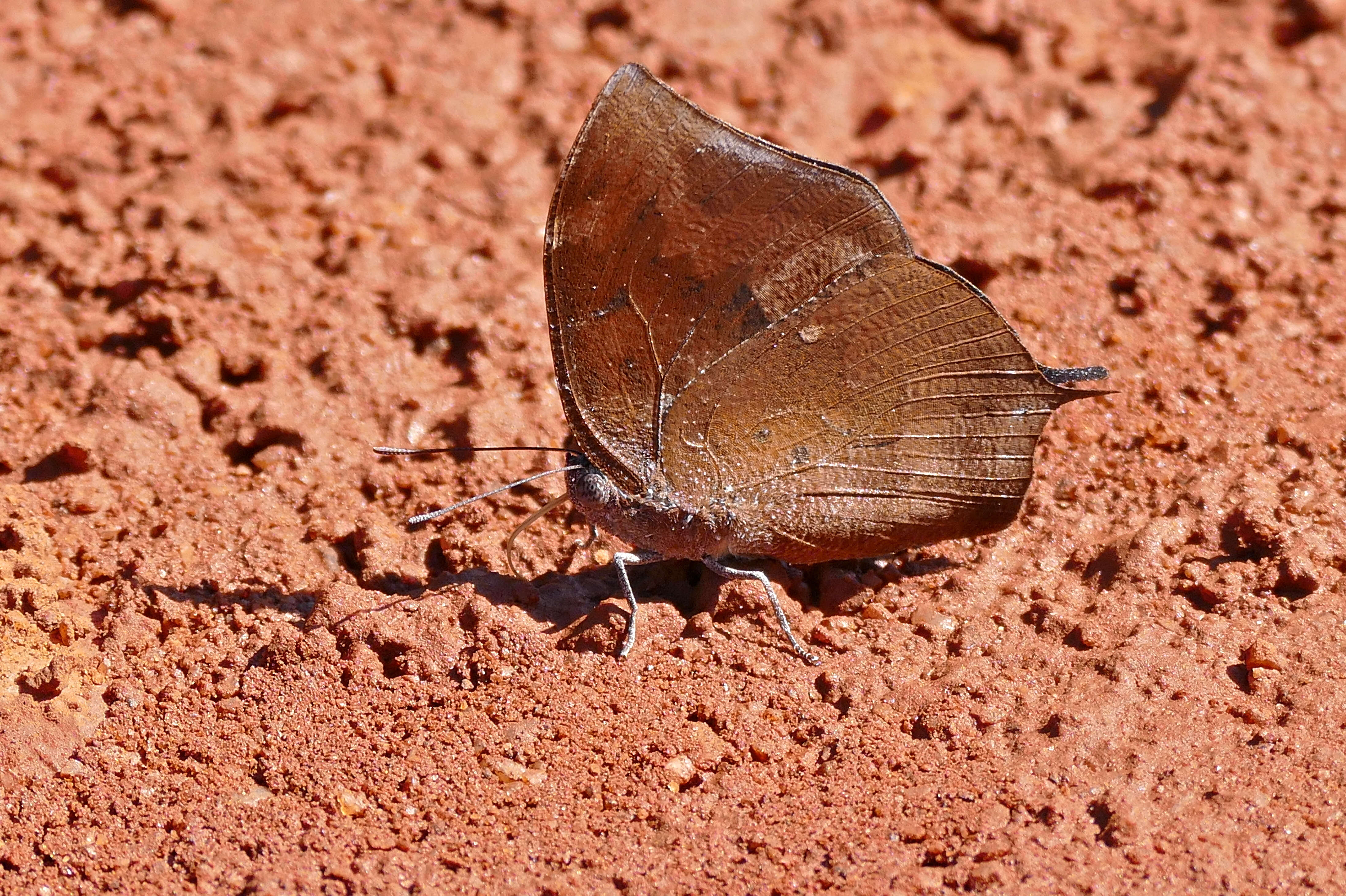 Image of Leafwings