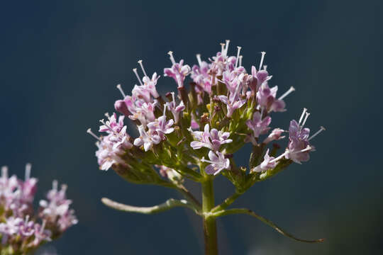 Image of valerian