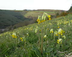 Image of cowslip