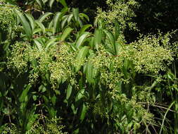 Imagem de Miconia minutiflora (Bonpl.) DC.