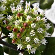 Imagem de Asclepias curtissii A. Gray