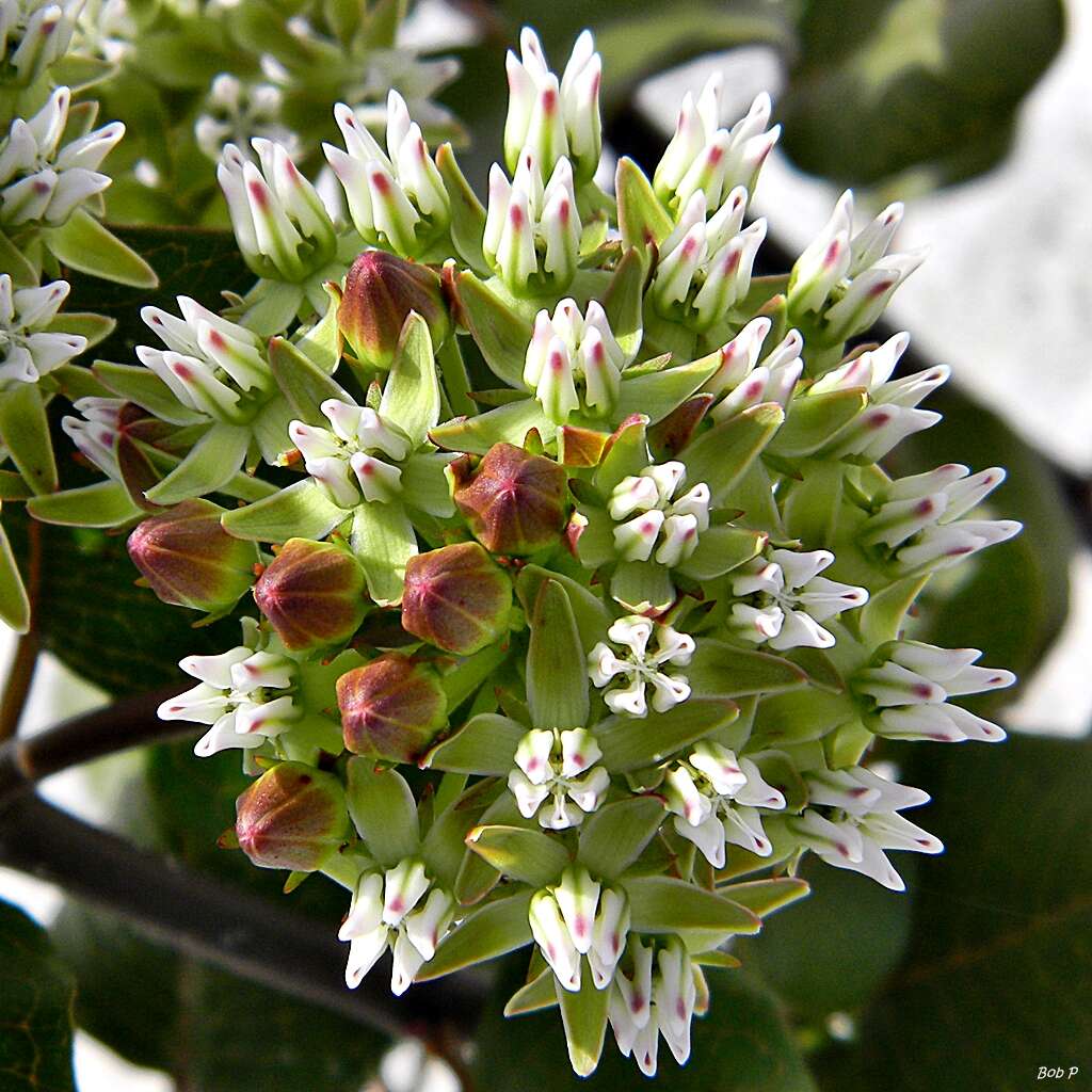 Image of Curtiss' milkweed