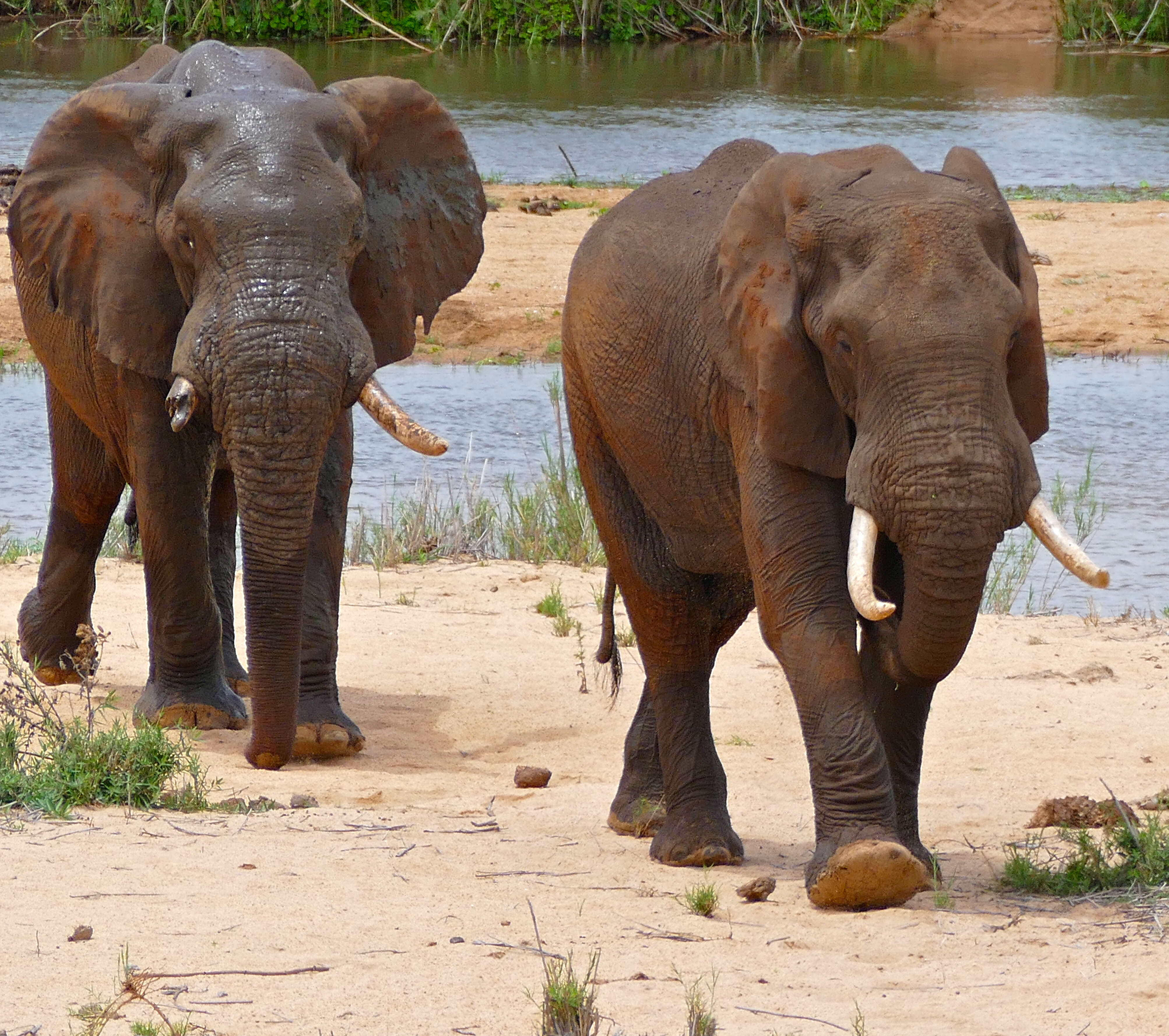 Image of African bush elephant