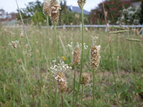 Image of Ribwort Plantain