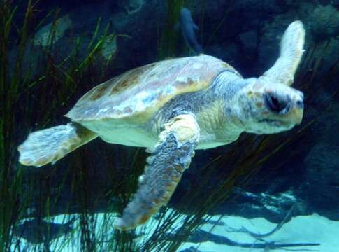 Image of Caretta