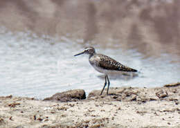 Image of Tringa Linnaeus 1758