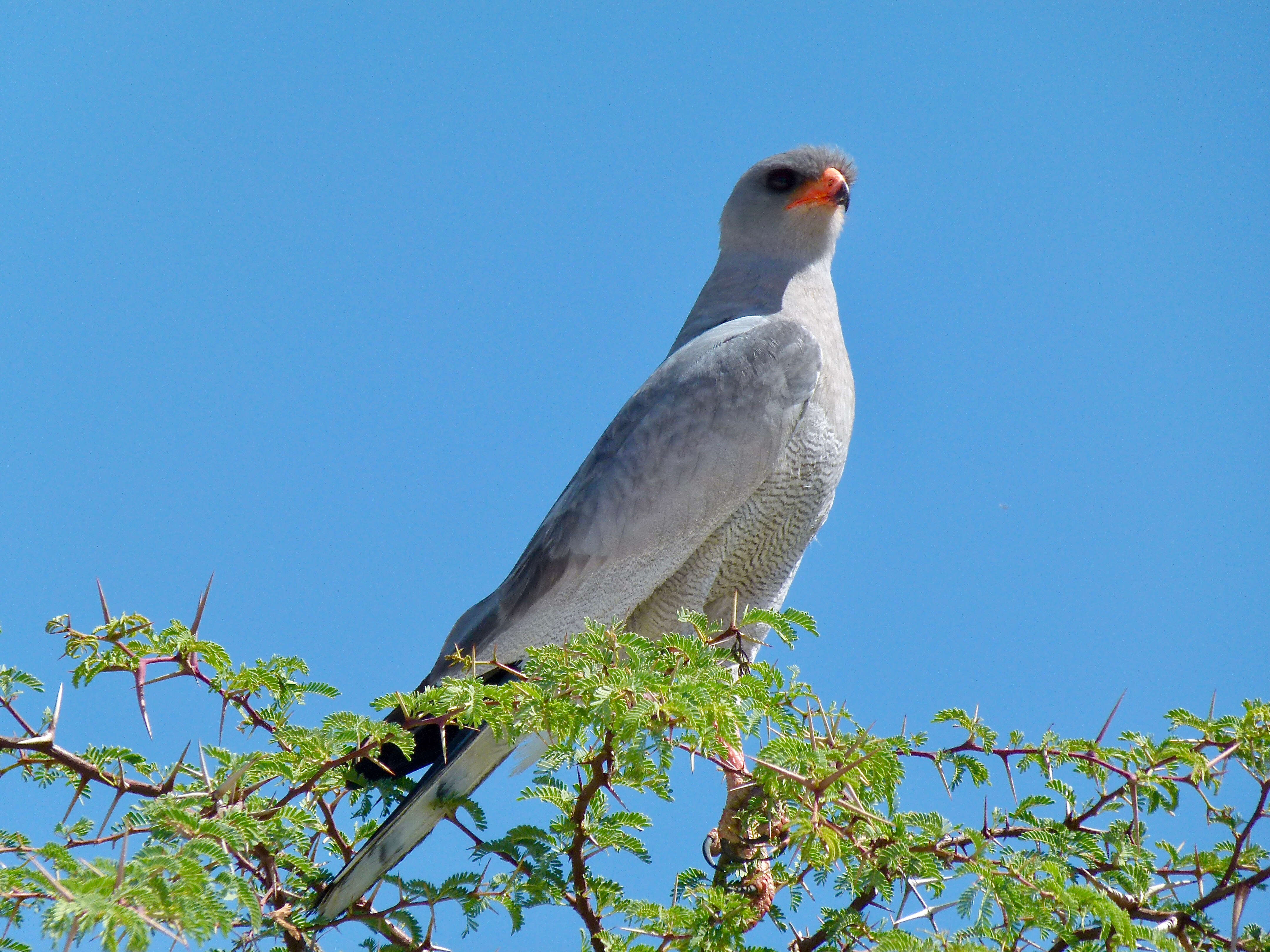 Image of Pale Chanting Goshawk