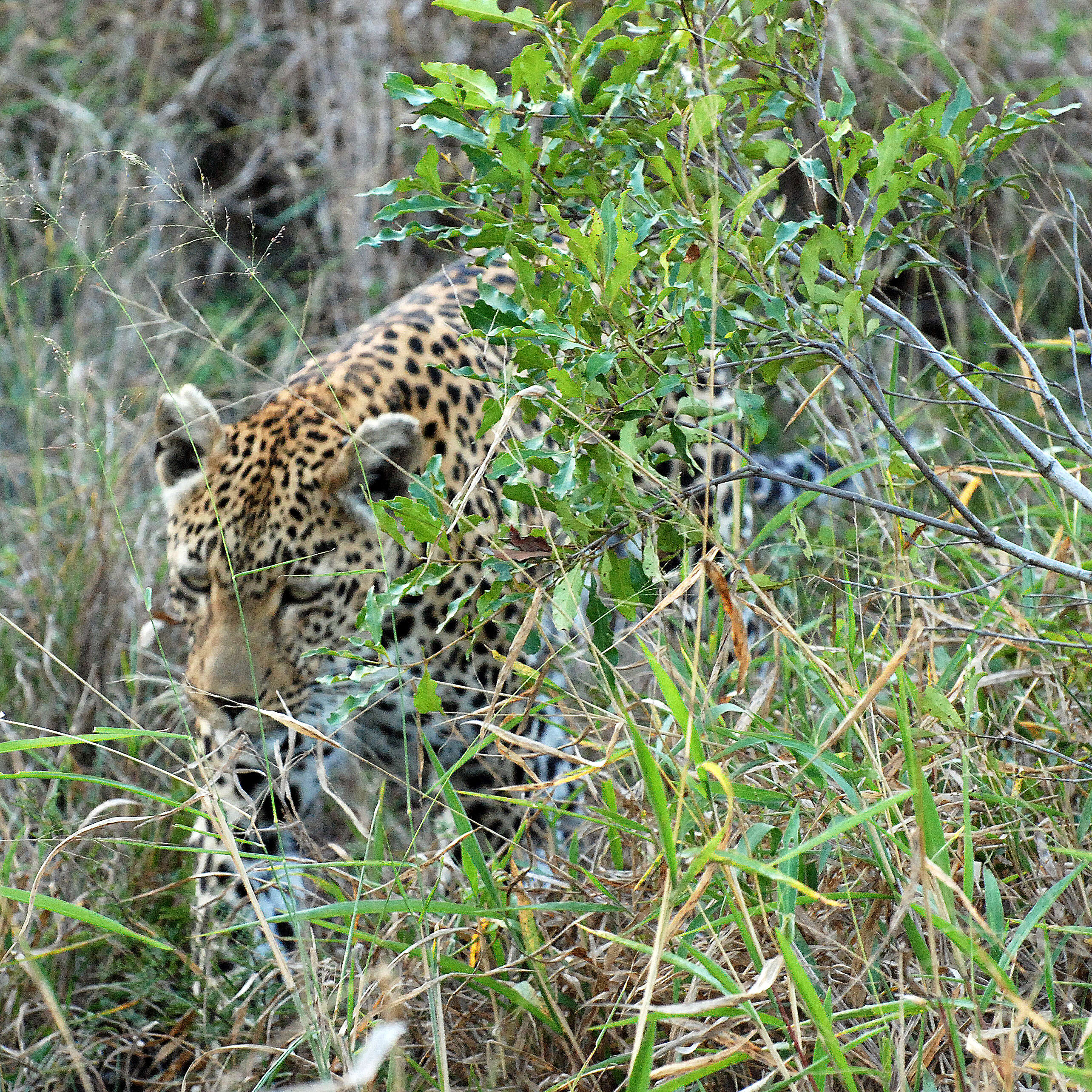 Image of Leopard