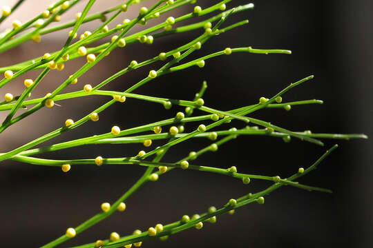 Image of whisk fern