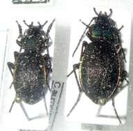 Image of Carabus (Diocarabus) aurocinctus Motschulsky 1844