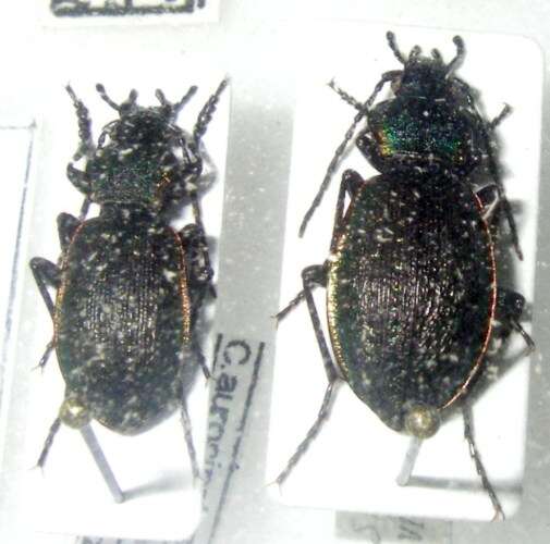 Carabus (Diocarabus) aurocinctus Motschulsky 1844 resmi