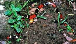 Image of American coral snakes