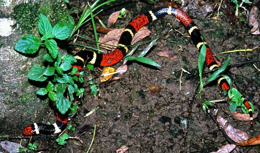 Image of American coral snakes