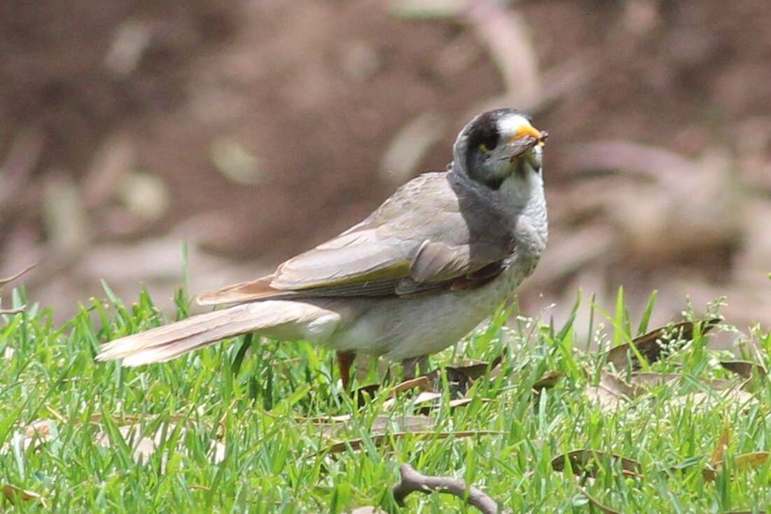 Image of Noisy Miner