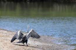 Image of anhingas and darters