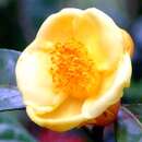 Imagem de Camellia petelotii (Merr.) Sealy