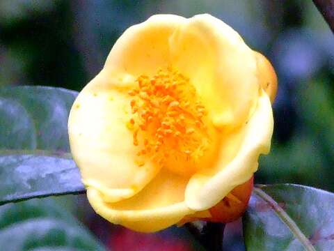 Image of yellow camellia
