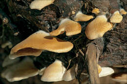 Image de <i>Crepidotus mollis</i> var. <i>calolepsis</i>