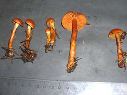 Image of Cortinarius gentilis (Fr.) Fr. 1838