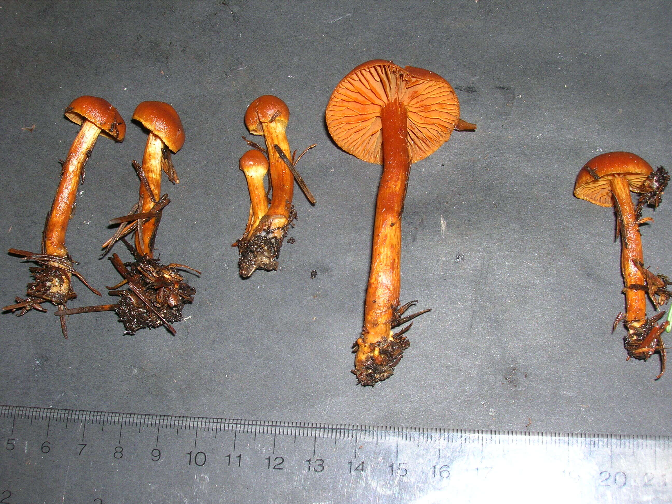 Image of Cortinarius gentilis (Fr.) Fr. 1838