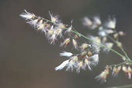 Image of Poaceae