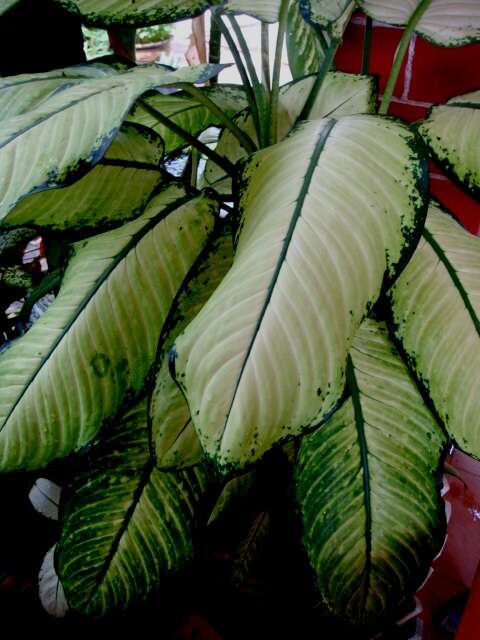 Image of dieffenbachia