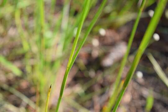 Juncus scirpoides Lam. resmi