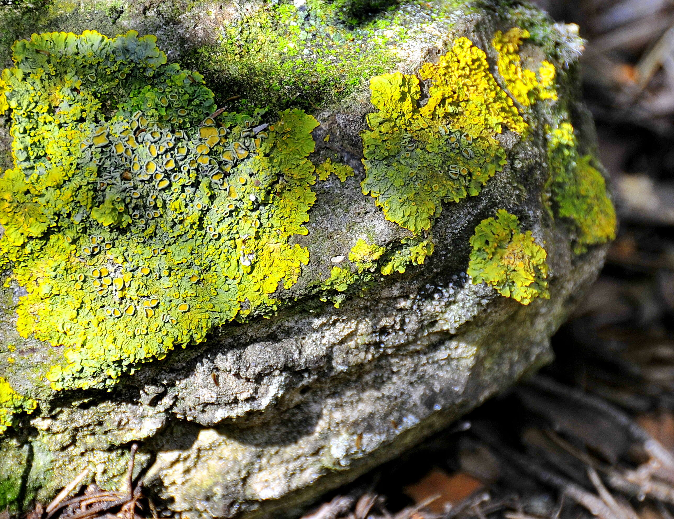 Image of orange wall lichen