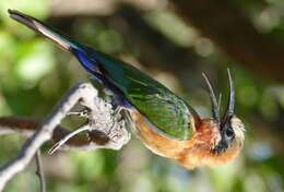 Image of White-fronted Bee-eater