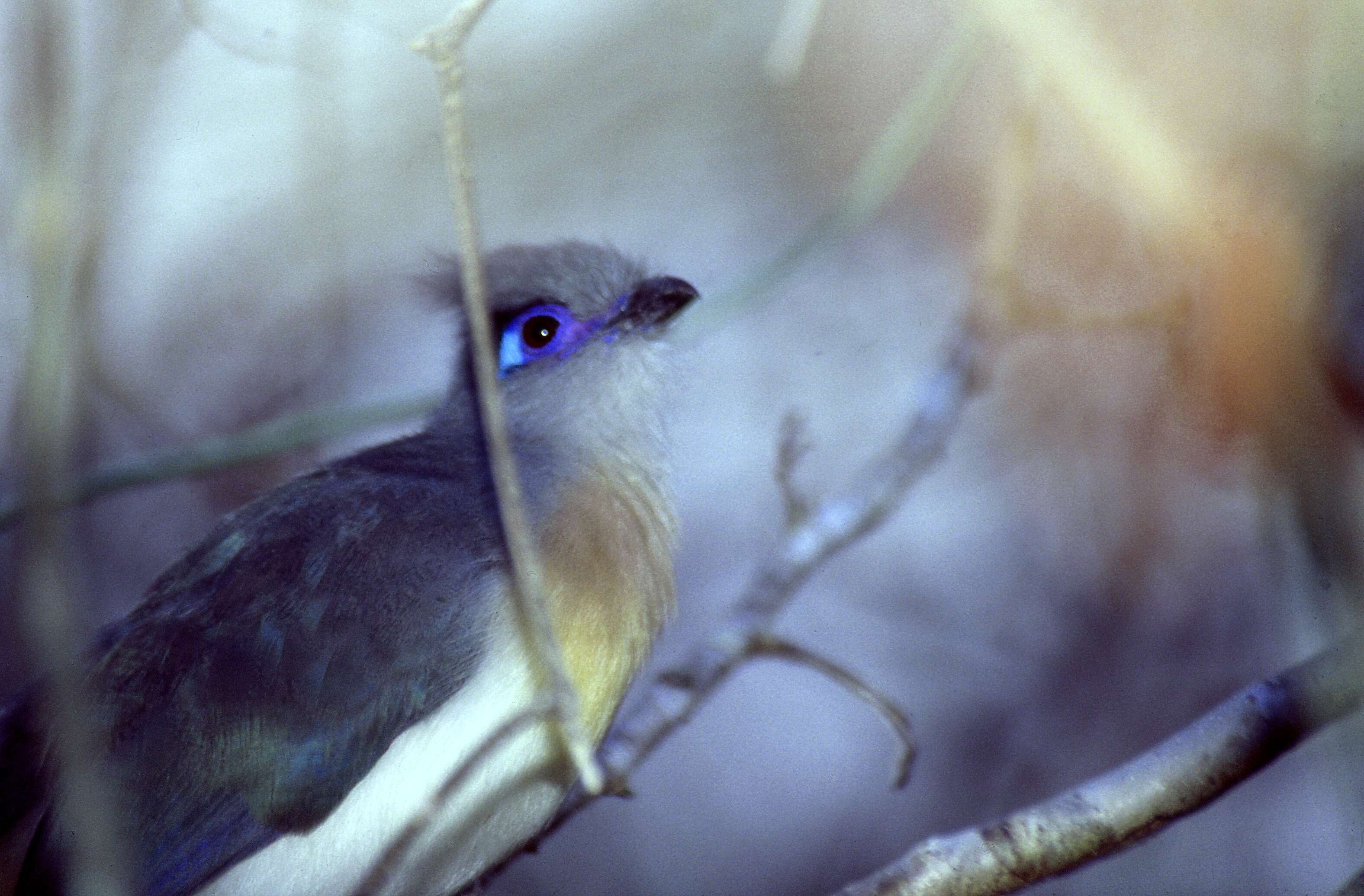 Plancia ëd Coua cristata (Linnaeus 1766)