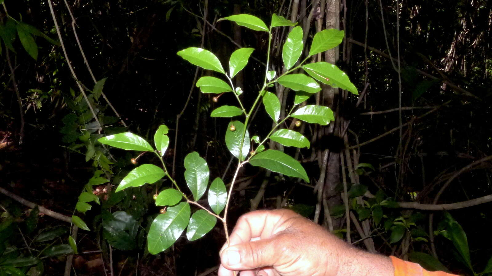 Plancia ëd Phyllanthus gradyi M. J. Silva & M. F. Sales